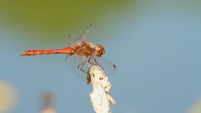 dragonfly on blade of grass