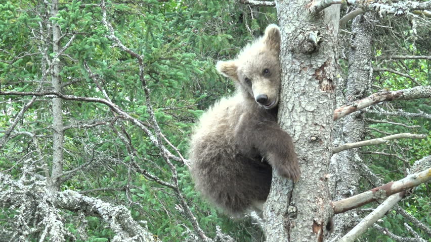 Alaskan brown bear cub climbing a tree in Katmai National Park