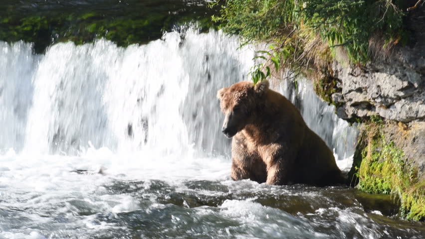 Large Alaskan brown bear below Brooks Falls in Katmai National Park, Alaska