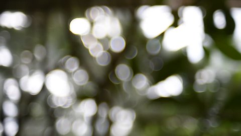 Bokeh background in garden and then focus in to tree