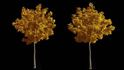 2 blowing on the wind beautiful full size real autumn yellow trees isolated on alpha channel with black and white luminance matte, perfect for digital composition