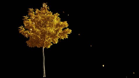 Blowing on the wind beautiful full size real autumn yellow lonely tree with leaves falling, isolated on alpha channel with black and white luminance matte, perfect for digital composition