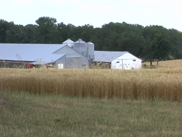 A long barn is seen in the background with tall grass in the foreground.