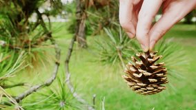 Female hand  is holding a pinecone, Pinecone in Close Up, Slow Motion Video Clip