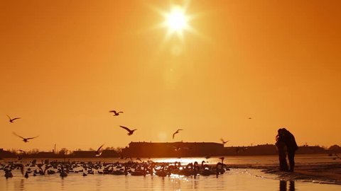 People feeding migratory birds at sunset in winter. Mute swans, seagulls. Crimea, Yevpatoria. Canon 5D Mark II