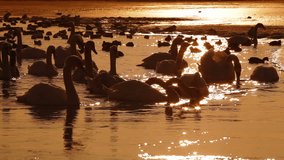 Flock of Mute Swans at Winter Lake