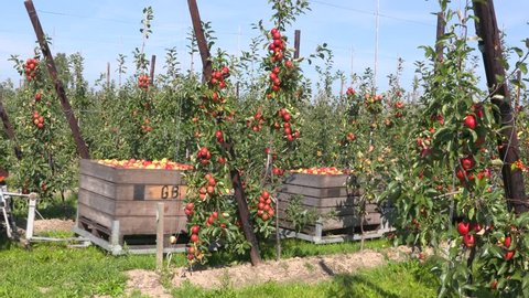 BETUWE, THE NETHERLANDS - SEPTEMBER 2016: Apple train, transport of carefully collected apples in stackable apple crates between the rows of dwarf trees in the orchard.