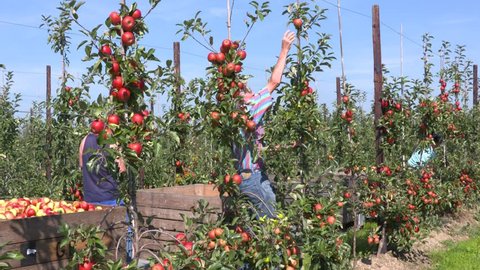 Apple pickers at work in apple orchard, collecting ripe elstar apples in stackable apple crates. BETUWE, THE NETHERLANDS - SEPTEMBER 2016