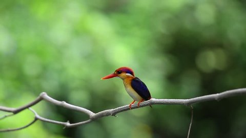 Birds / Nature life / Black-backed Kingfisher