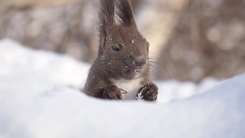Hokkaido Squirrel eating food on the snow