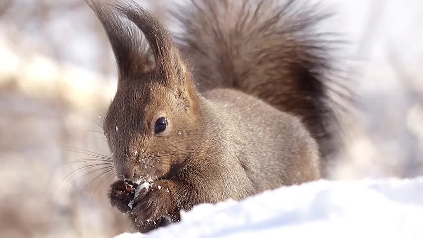 Hokkaido Squirrel eating food on the snow