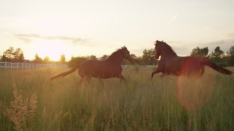 SLOW MOTION, CLOSE UP: Two beautiful dark brown horses standing in tall grass and pasturing at amazing golden light sunset. Adorable powerful horses running on vast meadow field at sunny morning