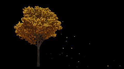 Blowing on the wind beautiful full size real autumn yellow lonely tree with leaves falling, isolated on alpha channel with black and white luminance matte, perfect for digital composition