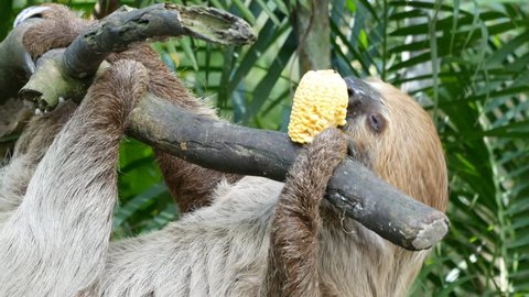A sloth eating corn