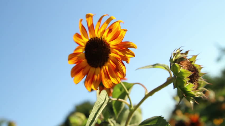 Blooming Yellow Sunflowers On Background Blue Stock Photo Edit Now Shutterstock