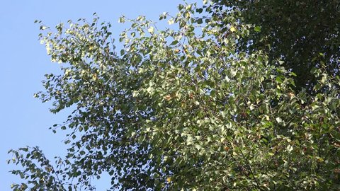 Silver Leaf Poplar Tree In Stock Footage Video 100 Royalty Free Shutterstock