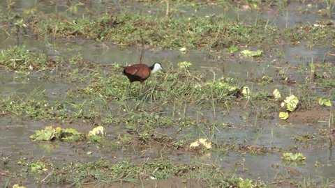 An African jacana walks over floating vegetation in the water and looks for food