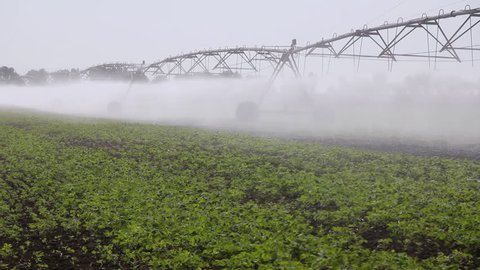 Irrigation of soybean in the field