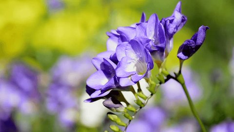 Purple freesia, spring bulb flower, close up, in sunny garden setting. 