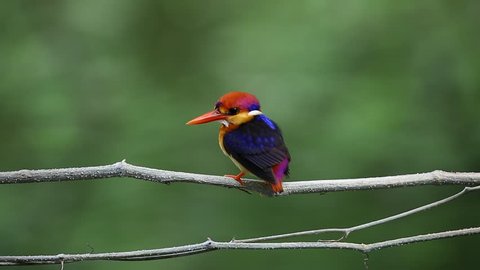 Birds / Nature life / Black-backed Kingfisher