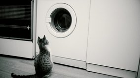 Young cat looking into spinning washing machine drum. Black and white