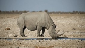 A black (hooked-lipped) rhinoceros (Diceros bicornis) drinking water, Etosha National Park, Namibia