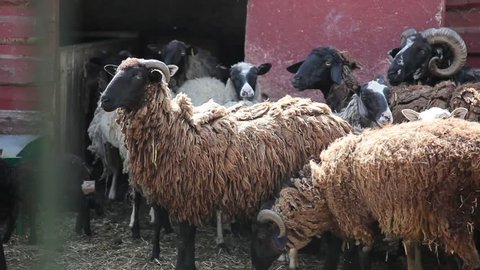 herd of sheep on a farm.