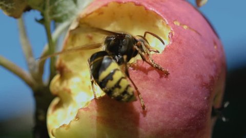 Hornet eats the flesh of a ripe red apple, slow motion