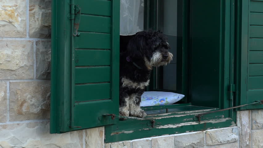 black Dog on the green window of a stone house barks at passersby