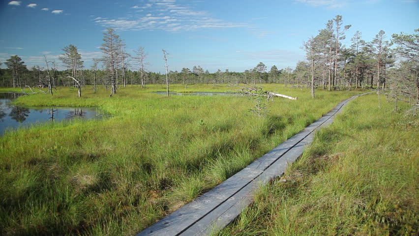 Wooden walking path in the bog with beautiful lake.