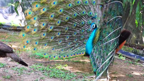 Footage of adult peacock are mating on the ground. These peacock are protected and listed as an endengered species.