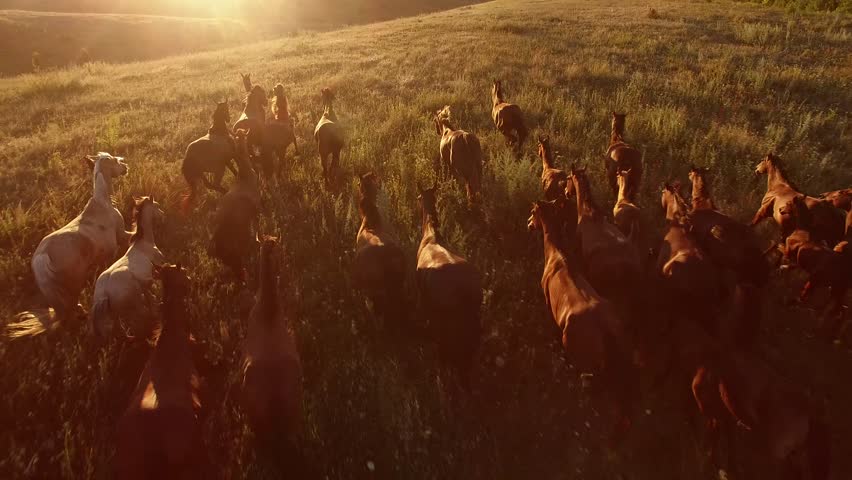 Horses are galloping. Aerial view of moving horses. We are the wild force. Home is where freedom dwells. Royalty-Free Stock Footage #19685506