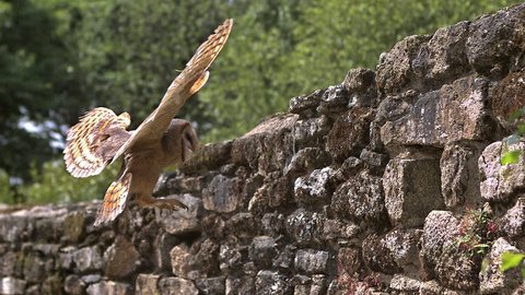 Barn Owl, tyto alba, Adult in Flight, Entering Hole in a Wall of stone, Normandy, Slow Motion