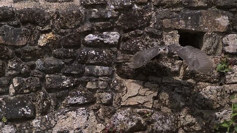 White Faced Scops Owl, otus leucotis, Adult in Flight, Taking off From Hole in a Wall of stone, Slow Motion