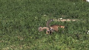 Red Fox, vulpes vulpes, Pups playing on Grass, Normandy in France, Slow Motion