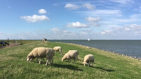 Sheeps eating grass on a dike in Hindeloopen Friesland The Netherlands