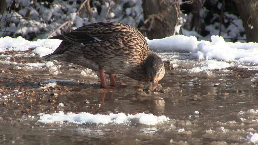 Duck looking for food in snowy, slushy water.