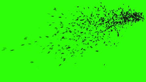 flock of bats. flock of birds. mystical halloween concept. green screen footage