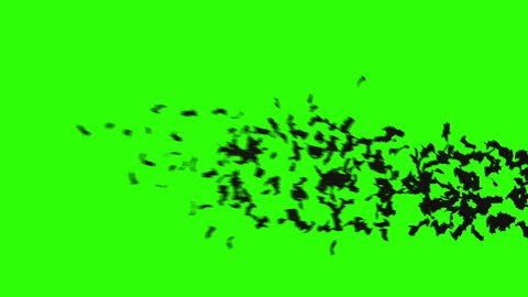 flock of bats. flock of birds. mystical halloween concept. green screen footage