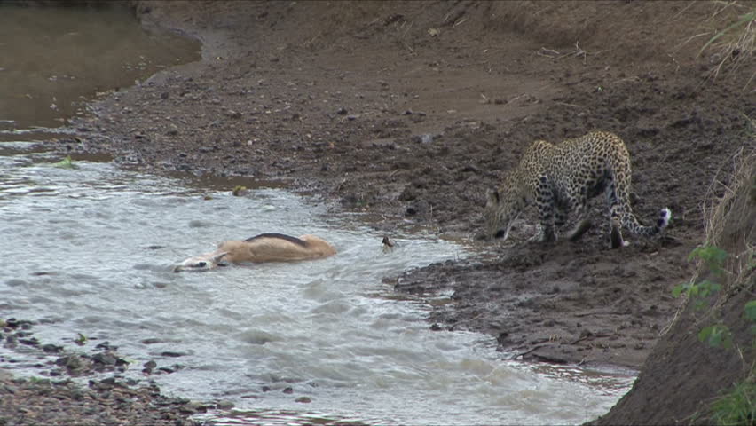 Leopard drags her gazelle kill from stream in Kenya, Africa.