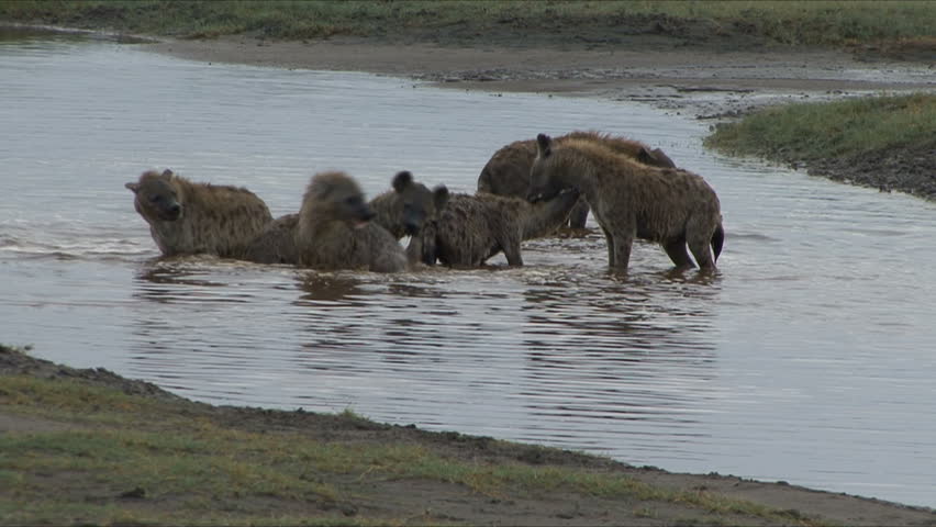 Hyena Pack plays in water after recent rain in Tanzania, Africa