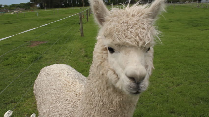 Alpaca close