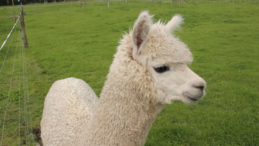 Alpaca 