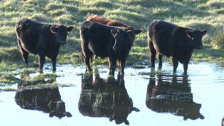 Cattle at a waterhole