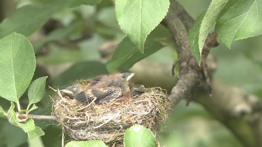 Small bird and nest