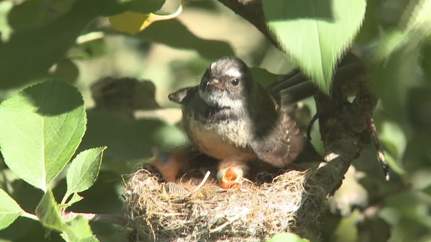 A Fantail bird bird protects its young chicks from the hot summer sun with its