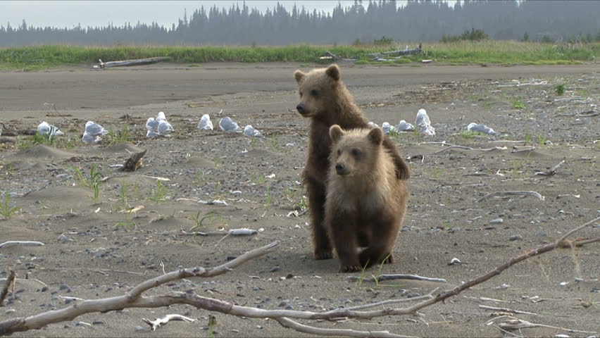 Brown bear cubs react to their mothers growl by the Cook Inlet at Lake Clark