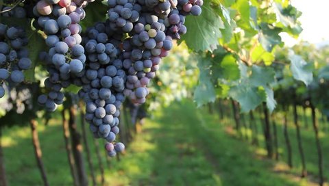 Bunches of dark purple grapes in a vineyard, pedestal