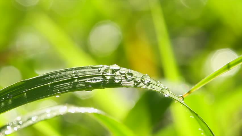 dew on green grass