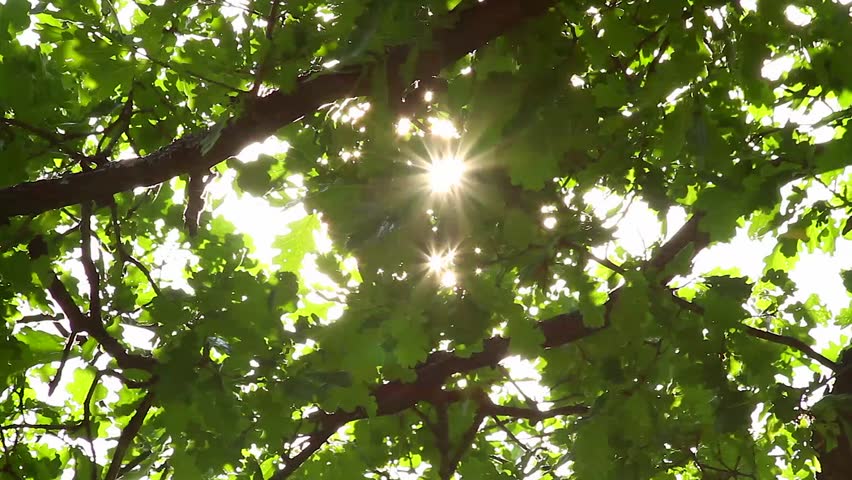 oak leaves and the sun